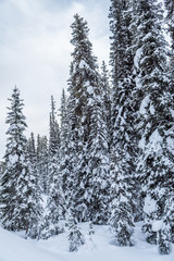 Rocky Mountain near Lake Louise