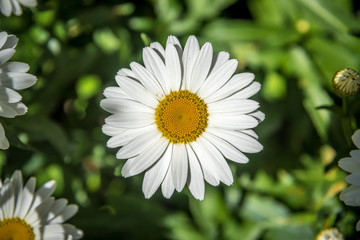 Fototapeta premium Leucanthemum vulgare