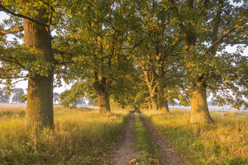 Oak alley in the light of the rising sun
