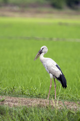 Obraz na płótnie Canvas Image of stork on nature background