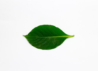 Fototapeta na wymiar Leaves Green