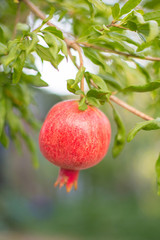 Pomegranate fruits on the tree with green leaves
