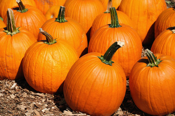pumpkin harvest in autumn season