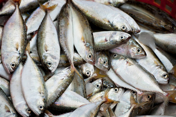 fresh mackerel fish in market