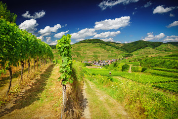 Naklejka na ściany i meble Vines growing on picturesque hilly countryside in Germany. Scenic summer landscape.