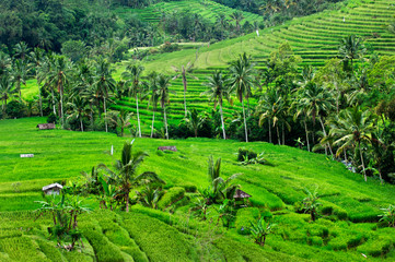 Fototapeta na wymiar Rice terrace in Bali. Indonesia