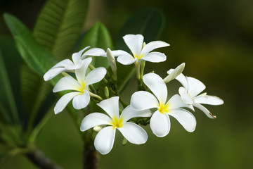 Obraz premium yellow plumeria flower
