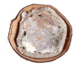 Fungus in coconut © evegenesis