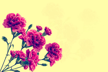 colorful bright carnation flowers isolated on a yellow backgroun