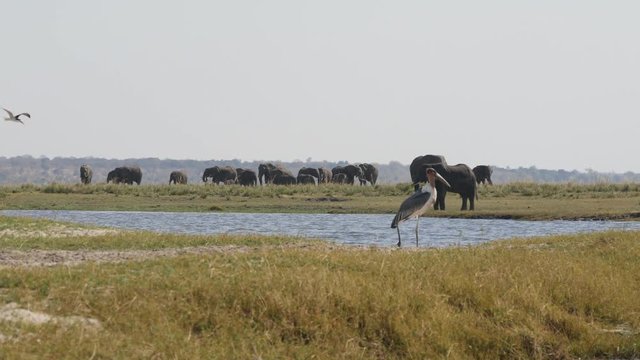 Elephant and marabou stork in Chobe National Park