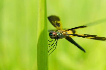 Dragonflies, insects, animals, nature, macro Dragonfly - focus on the eye.