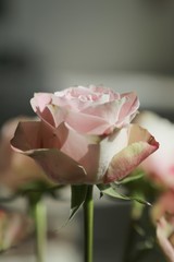 pink rose 