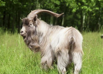 Farm animal goat outdoors