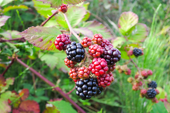 Wild blackberry bush