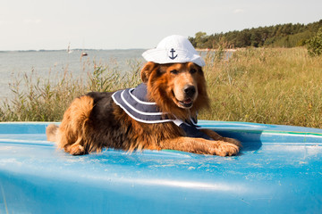 Hund am Meer als Matrose verkleidet liegt auf einem Boot