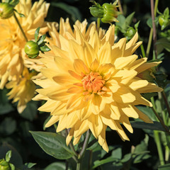 Dahlien, Dahlias
