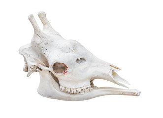 Giraffe head skull isolated on white background with path
