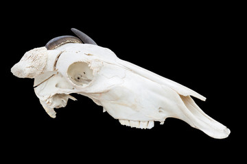Blue wildebeest head skull isolated on black background