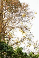 Nature spring summer background with green leaves branch and sunlight.
