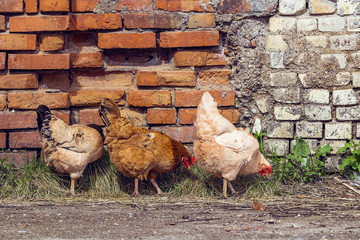 Three chicken looking for food in the yard.