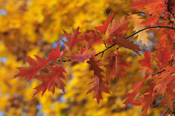 Autumn red leaves on yellow fall background