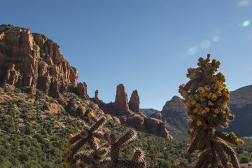Close up of cactus on The red rock of Sedona, Arizona