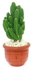 Foto op Plexiglas Cactus in pot Cactus in een pot