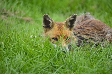 Naklejka na ściany i meble Stunning image of red fox vulpes vulpes in lush Summer countrysi
