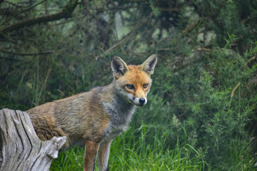 Stunning image of red fox vulpes vulpes in lush Summer countrysi