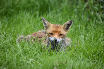 Stunning image of red fox vulpes vulpes in lush Summer countrysi