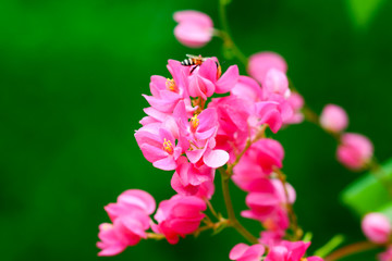 Pink Confederate vine flower