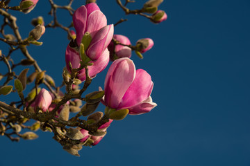 Branch of tulip magnolia flowers with blue sky on a sunny day © Vadim
