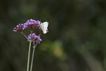 Cabbage white butterfly landed on flower on Summer day