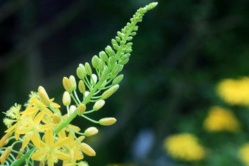 Bulbine Latifolia