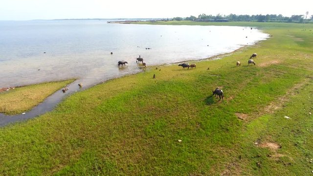 Aerial view buffalo herd at riverside