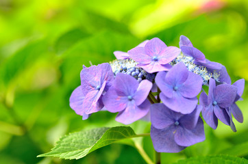 紫陽花