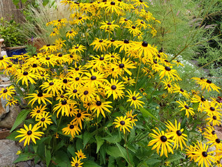 Sonnenhut; Sun hat; Rudbeckia hirta