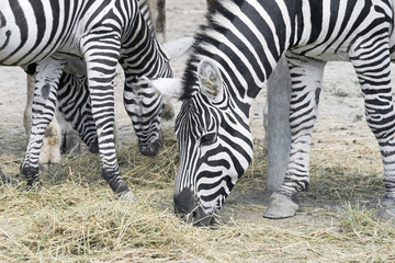 Fototapeta na wymiar Zebra Romagnola Italia