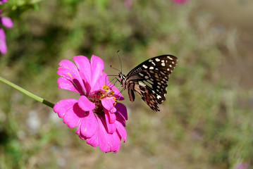 butterfly fly in morning nature.