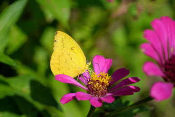 butterfly fly in morning nature.