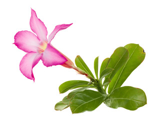 Desert Rose; Impala Lily; Mock Azalea pink tropical flower close