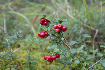 
cranberries on branches in the forest