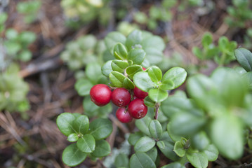 
cranberries on branches in the forest