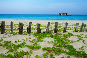 Fototapeta premium Timber on the beach