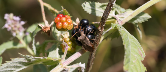 Brown shield bug (Palomena prasina)