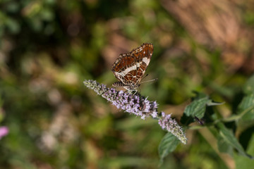 butterfly perched on  green plant