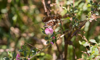 butterfly perched on  green plant