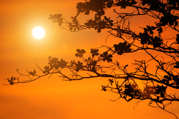 tree branches on orange background