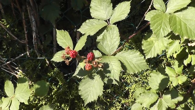 Brombeeren pfl&uuml;cken