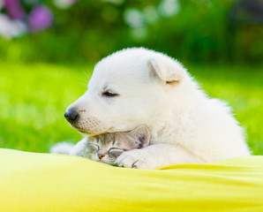 White Swiss Shepherd`s puppy embracing sleeping kitten on pillow